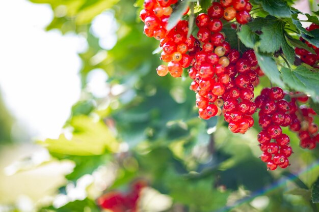 Stelletje verse seizoensgebonden rode ribes bes met groen gebladerte op zonnige zomerdag rijpe eetbare plant