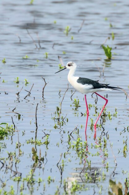 Stelt met zwarte vleugels in ondiep water (Himantopus himantopus)