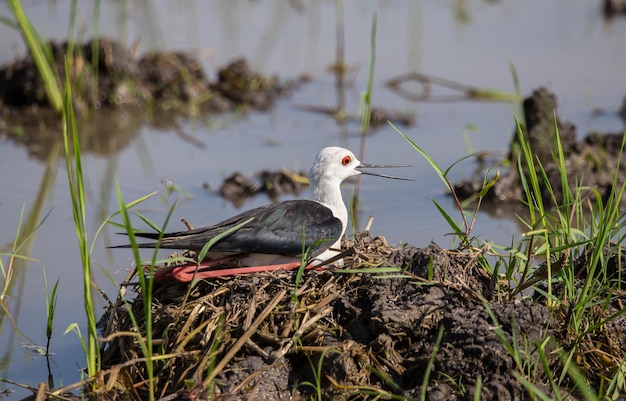 Steltkluut aan het broeden in het nest Die graag nestelt in de open ruimte op de grond