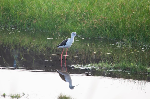 Steltkluut staande in het water