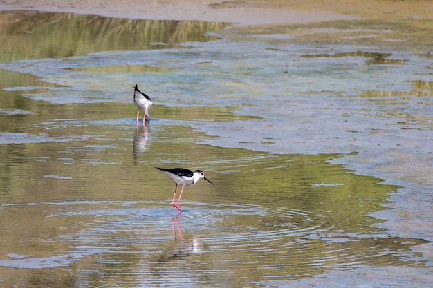 Steltkluut, Stelt of Bonte Stelt (Himantopus himantopus)