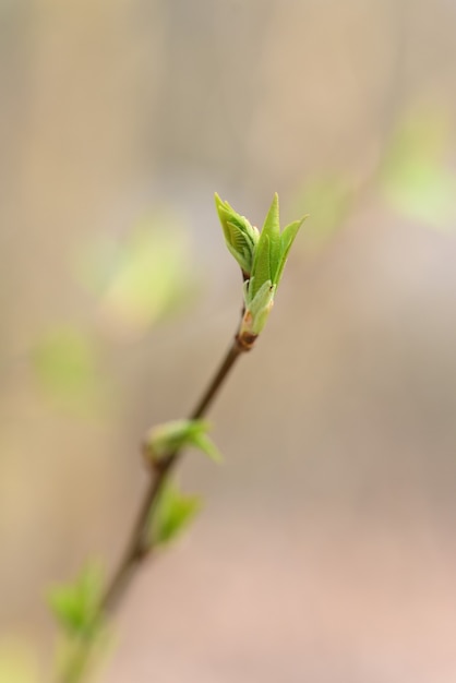 春のぼやけた背景の茎の芽