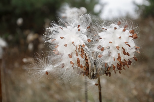 Stelo e fiore di cotone su piantagione di infiorescenze di piante di cotone con semi