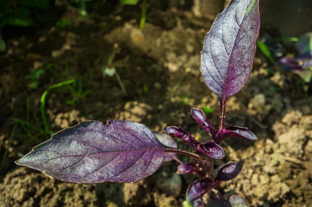 Stem and leaves of basil closeup in the farm Fresh natural food crops Gardening concept Agricultural plants growing in garden beds