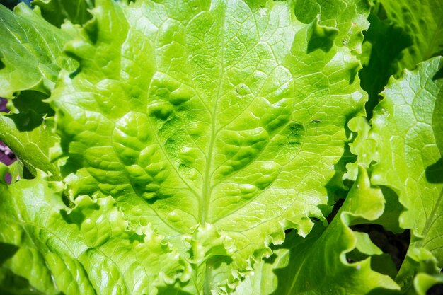 Photo stem and leaves of lettuce closeup in the farm green fresh natural food crops gardening concept agricultural plants growing in garden beds