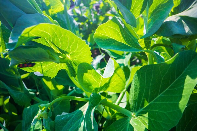 Foto stelo e foglie di pisello da vicino in fattoria colture alimentari naturali fresche verdi concetto di giardinaggio piante agricole che crescono nei letti di giardino