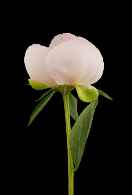 stem with leaves and flower of a tree-shaped maroon peony