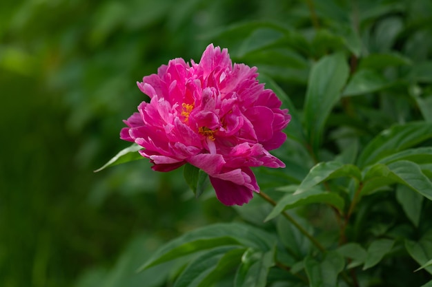 樹状のマルーン色のピオニアの葉と花の茎