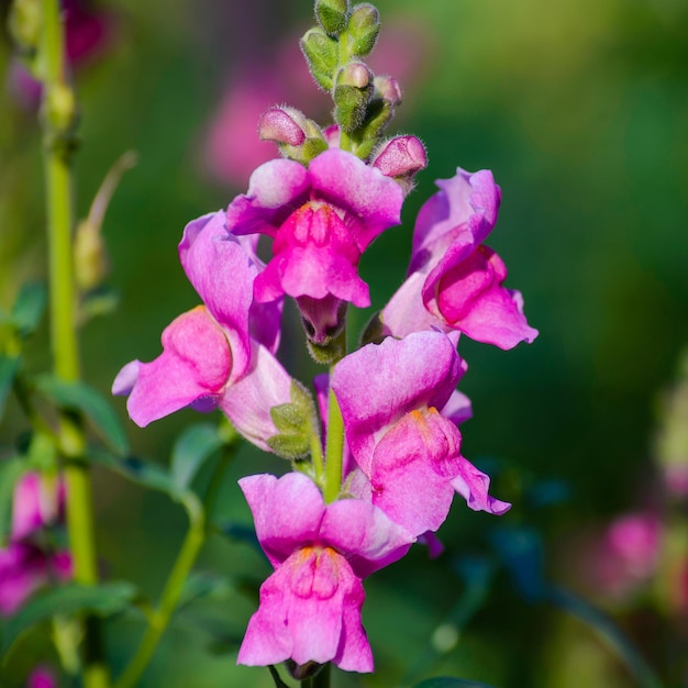 Stem with pink snapdragon flowers closeup