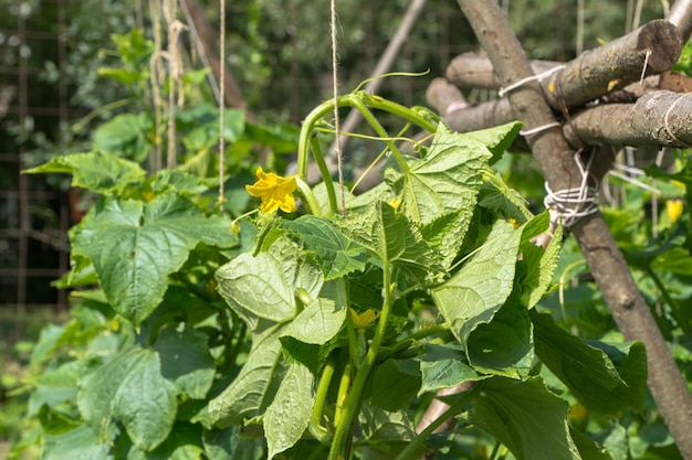 Stems of cucumbers in the garden