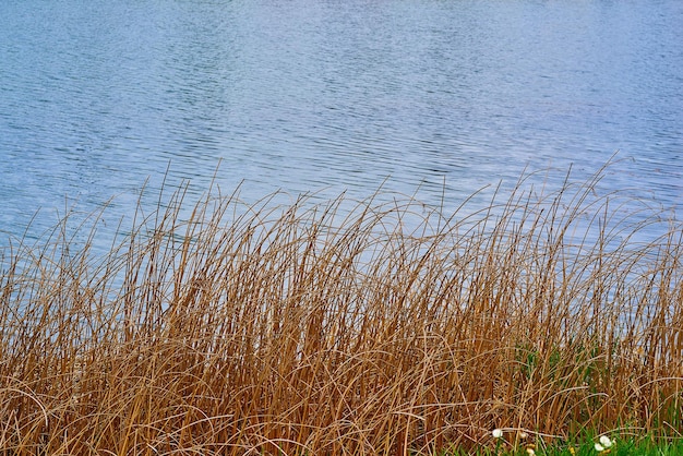 湖や池の水の背景の前景にある乾いた黄色い草のクローズアップの茎