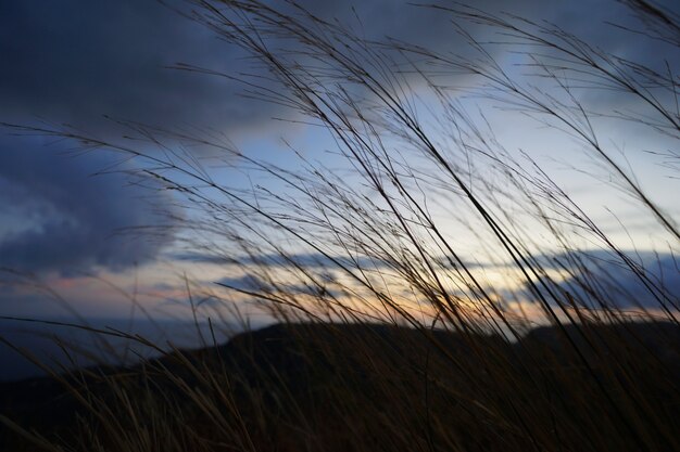 Photo stems of grass blowing in the wind