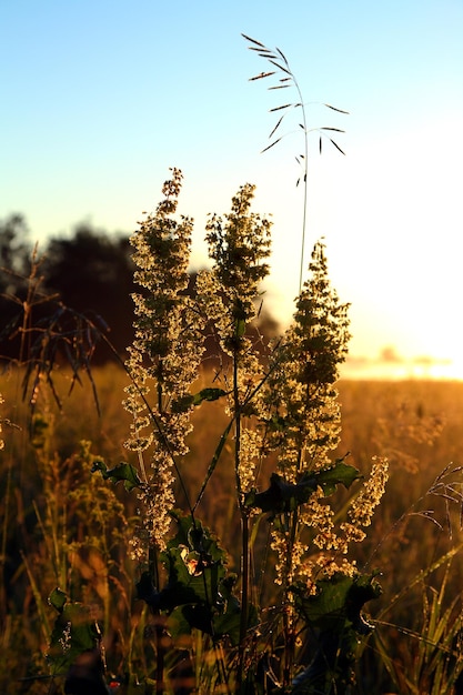 Stems of grass and sunrise