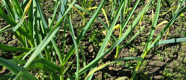 地面に緑のニンニクまたはタマネギの茎