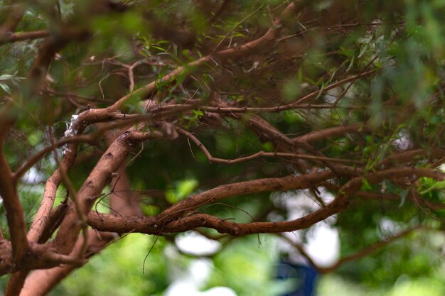 Stems Myrtus communis tarentina or common myrtle green abstract background selective focus myrtle leaves and stems in blur concept of motion progression rise