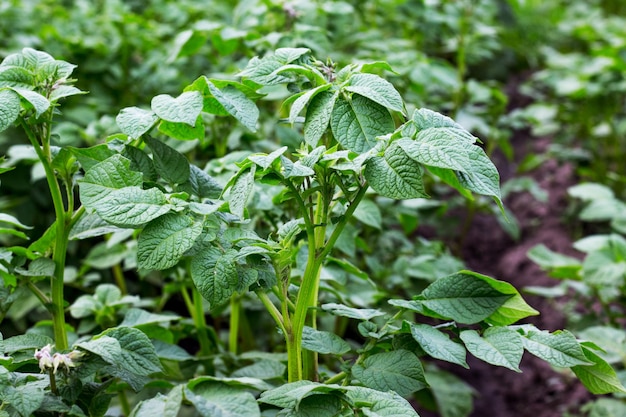 Stems of potatoes with green leaves on the garden during growth