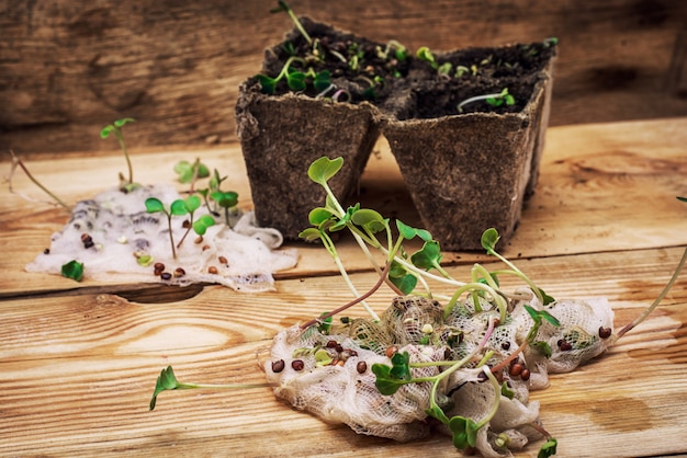 Stems sprout plant in marl