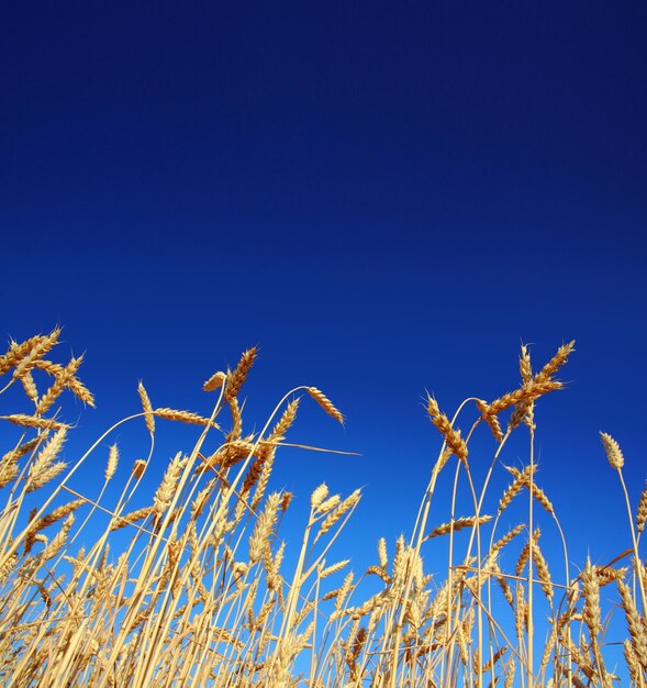 Stems of the wheat under sky