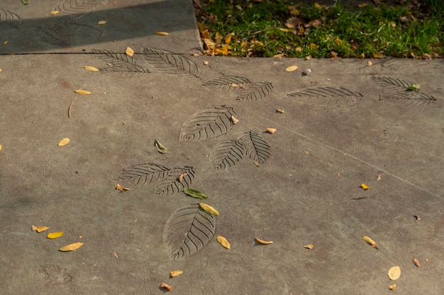 A stencil of leaves imprinted on the concrete pavement of a path