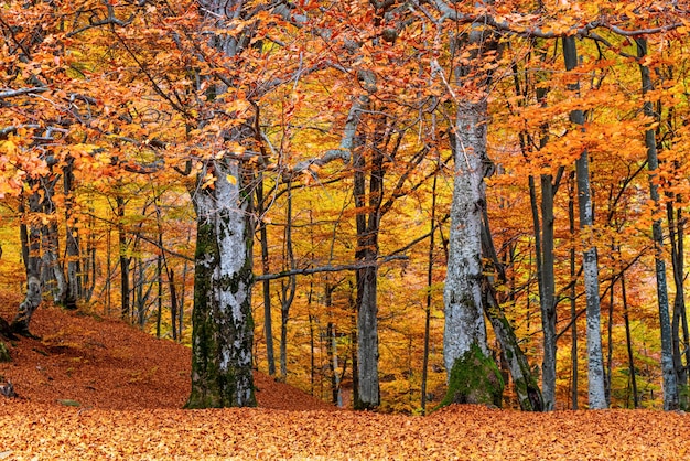 Stenen bank tegen kleurrijke bomen die in de herfst op heuvels groeien
