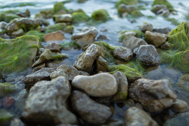 Stenen en groene algen aan de kust