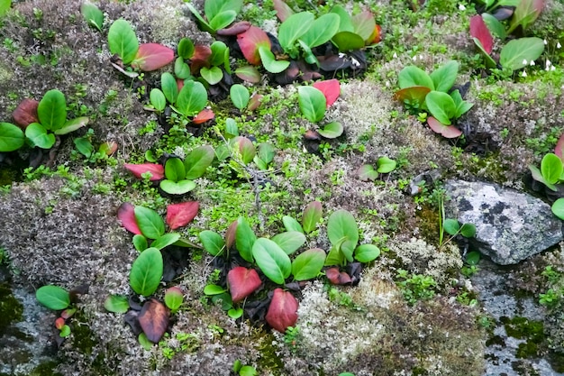 Stenen en groene planten