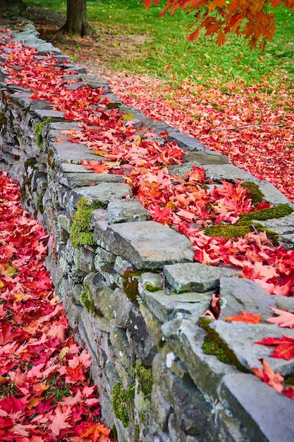 Stenen muur met mos bedekt met kleurrijke rode herfstbladeren in stapels