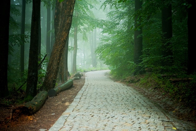 Stenen pad in het bos dicht bos met pad