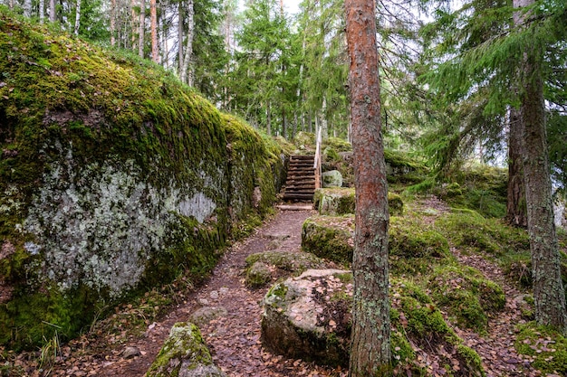 Stenen pad prachtig bos en frisse lucht zandpad wandeling langs het pad door het bos