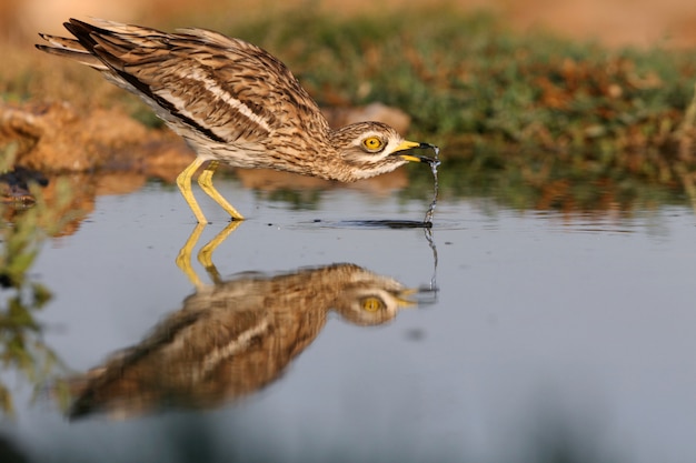 Stenen wulp met de eerste lichten van de dageraad