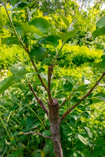 Stengel begroeid met cambium afgelopen voorjaar geënt op een tak van een appelboom Geënte fruitbomen