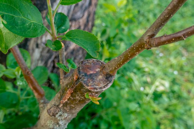 Stengel begroeid met cambium afgelopen voorjaar geënt op een tak van een appelboom Geënte fruitbomen