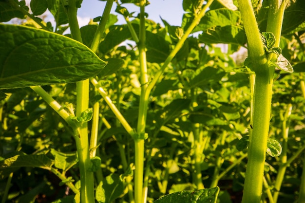 Foto stengel en bladeren van aardappelclose-up in de boerderij groene verse natuurvoedingsgewassen tuinieren concept landbouwplanten groeien in tuinbedden