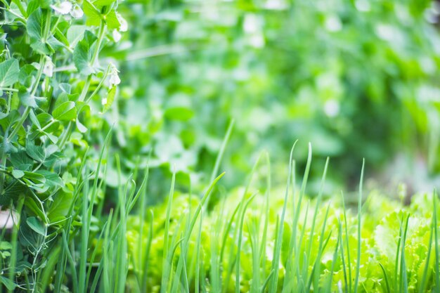 Stengel en bladeren van erwten close-up op de boerderij Groene verse natuurlijke voedingsgewassen Tuinbouwconcept Landbouwplanten die in tuinbeddingen groeien