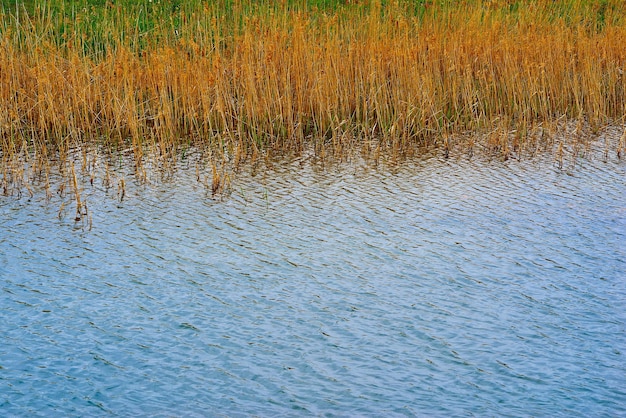 Stengels droog geel gras close-up op de oever achter het meer of achter de vijver