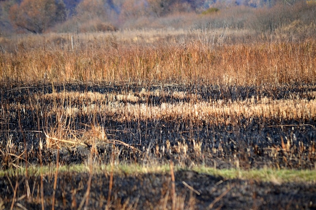 Stengels droog gras op de dag van het verschroeide veld