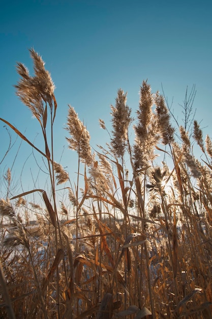 Stengels droog riet tegen blauwe heldere lucht