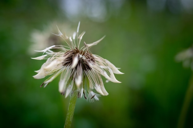 Stengels van de wilde officinale plant van de paardebloem op groene weide.