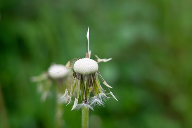 Stengels van de wilde officinale plant van de paardebloem op groene weide.