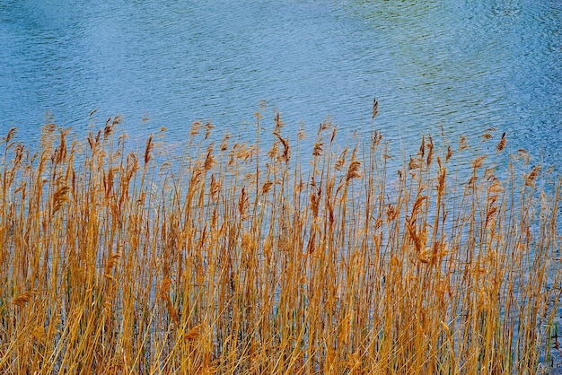 Stengels van droge gele grasclose-up op de voorgrond op de achtergrond van het water van een meer of een vijver