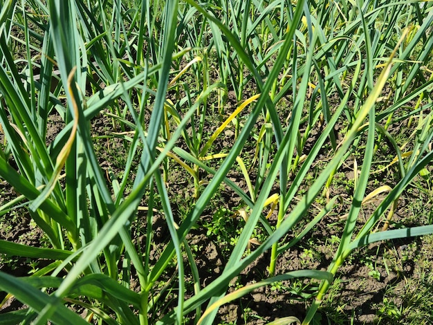 Stengels van groene knoflook of ui in de grond