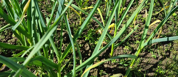 Stengels van groene knoflook of ui in de grond