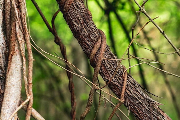 Stengels van klim- en kruipende planten in een subtropische bosclose-up