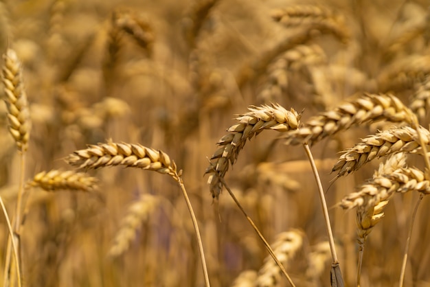 Stengels van tarwe zwaaien met de wind in het veld. Detailopname