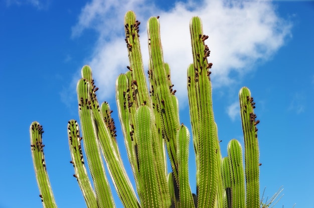 Stenocereus griseus Een close-up beeld van doornige cactussen