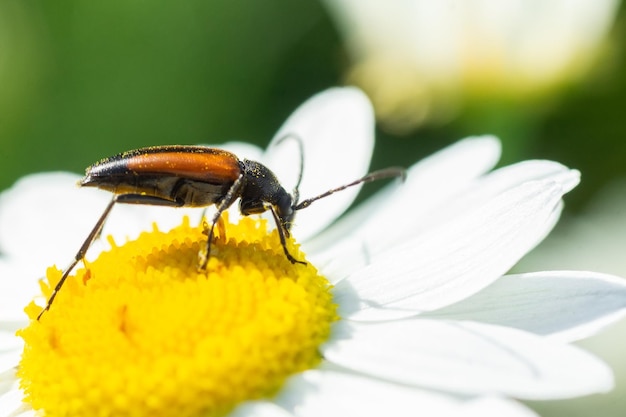 Stenurella melanura kever op een kamillebloem