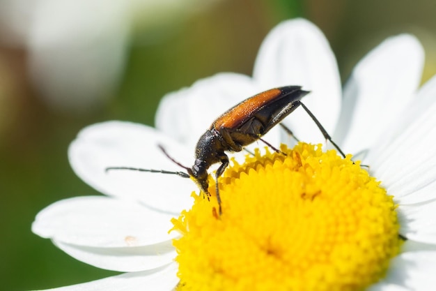 Stenurella melanura kever op een kamillebloemx9