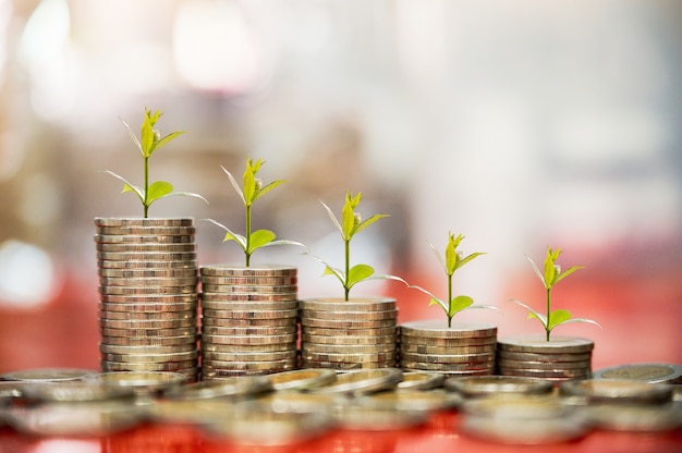 Photo step of coins with plant growing on top