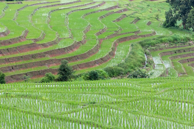шаг рисового поля в Па Бонг Пян