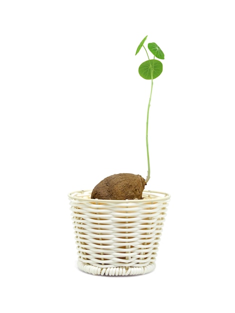 Photo stephania erecta in a basket on white background
